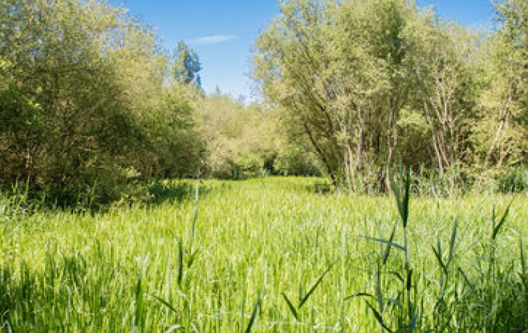 Stuivenberg stadsbos