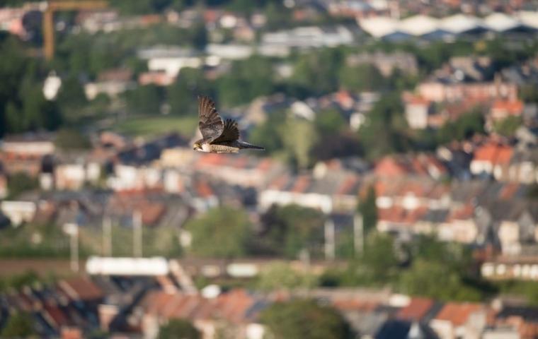 Foto van een slechtvalk