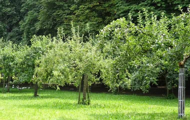 Kleine fruitbomen in de boomgaard