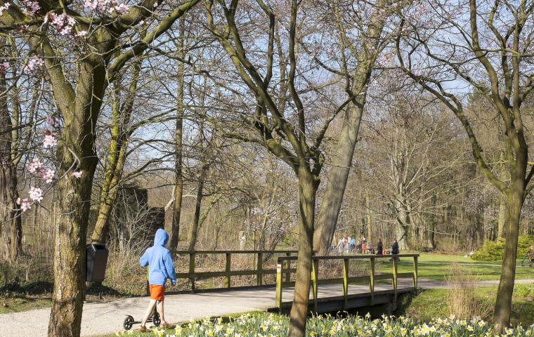 Een kind met een step wandelt onder bomen met bloesems