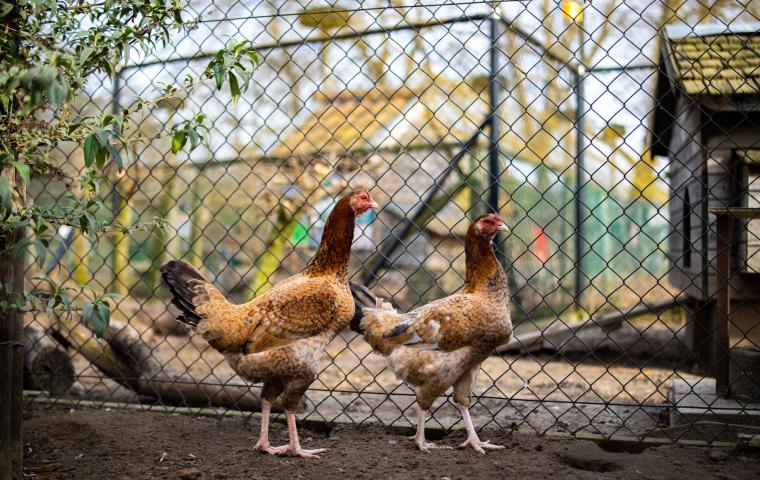 2 kippen wandelen rond in het kippenhok in de Kinderboerderij in Tivoli