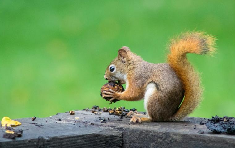 Een eekhoorn eet een nootje