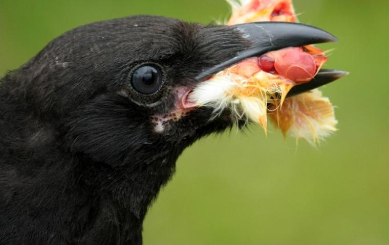 Een vogel houdt eten in zijn bek