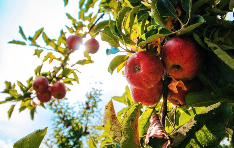 Fruit hangt in de boomgaard
