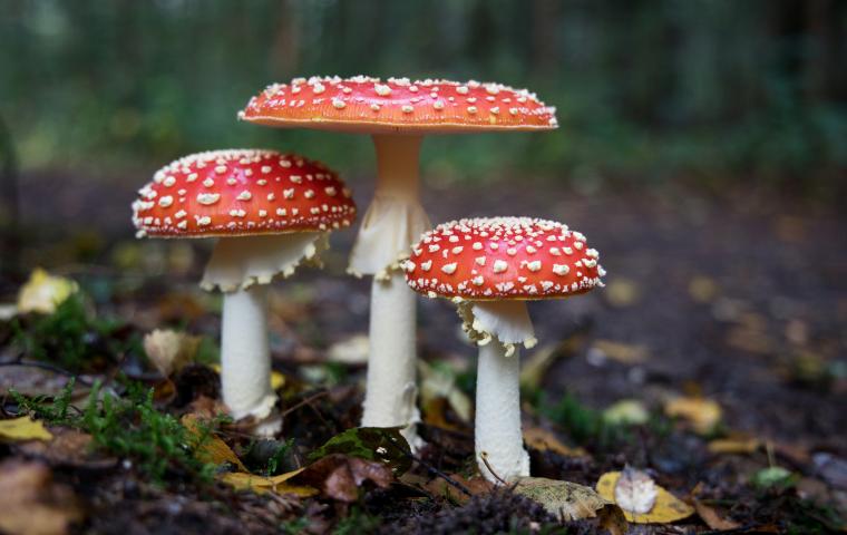 3 paddenstoelen staan naast elkaar