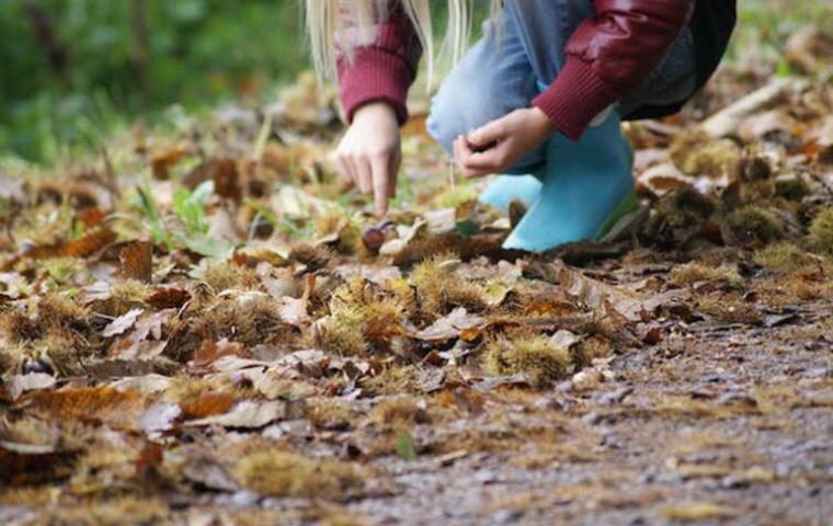 Een kind zoekt tussen de gevallen herfstbladeren naar schatten.