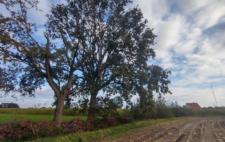 Twee mooie eikenbomen staan naast een veld in Heffen
