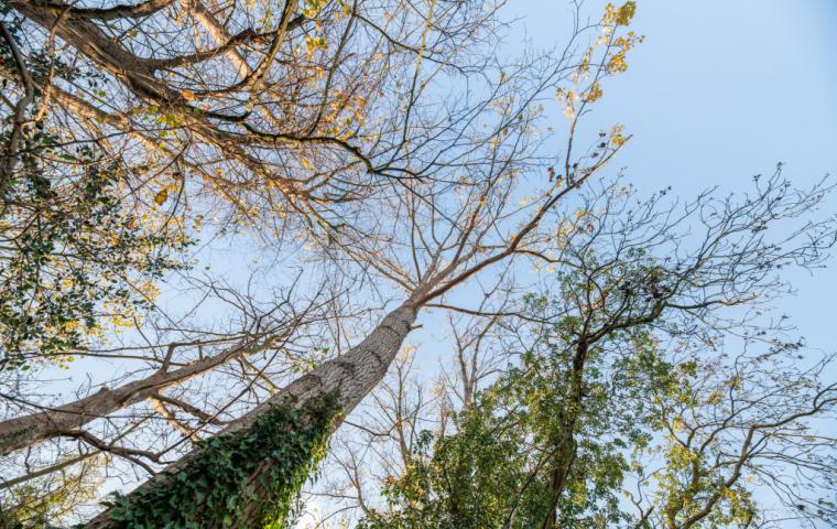 Bomen