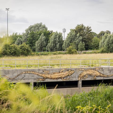 Muurschildering van salamander door natuurpunt
