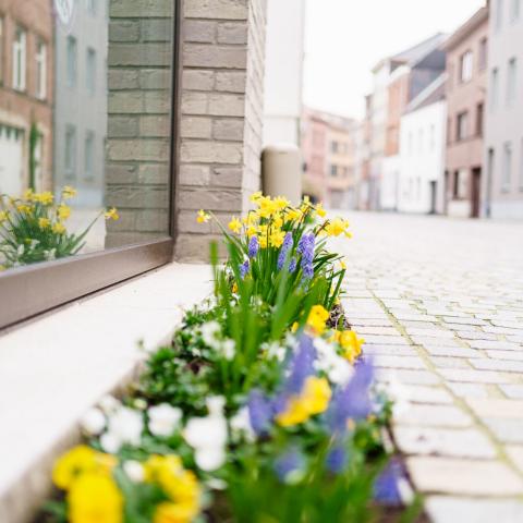 Bloemen in een nieuw aangelegde tegeltuin