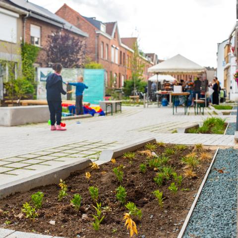 Plantjes in de vernieuwde Paardenkerkhofstraat beginnen te bloeien