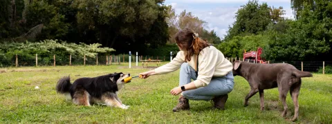 Een vrouw speelt met haar honden op de hondenweide