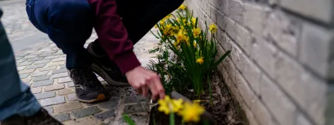 Mensen planten bloemen in hun tegeltuin.