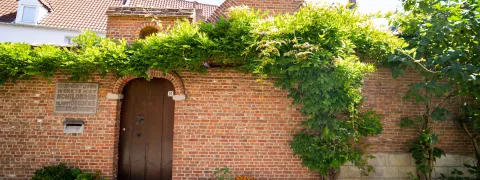 Klimop en tegeltuinen aan een muur in Mechelen