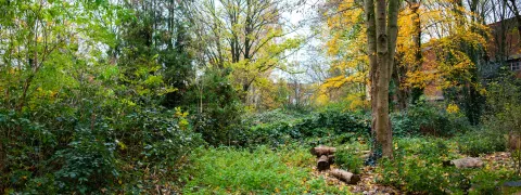 Het Maria Van Deyckpark met bomen en een paar omgehakte boomstronken